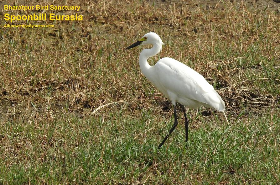 Spoonbill Eurasian (4) Coming Soon